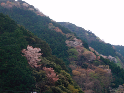 hanayakayamagabu201004.jpg