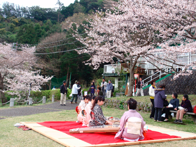 sakuramaturigabu201004.jpg