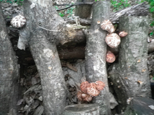 shiitake20110562.jpg