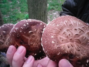 shiitake20110563.jpg