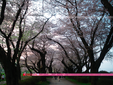 tensyoutinamiki2010052.jpg